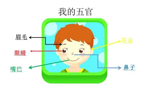 眼耳口鼻五官|五官都有什么部位